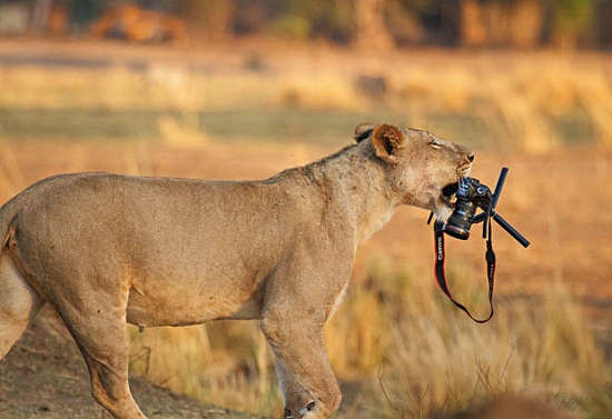 Львица украла камеру Canon