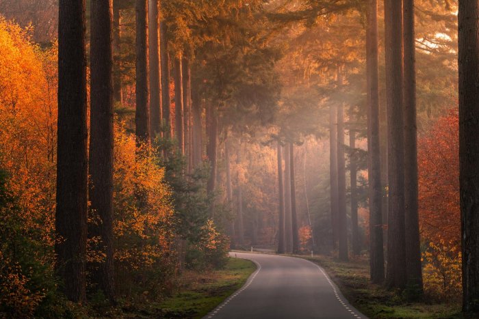 Простая дорога, пробирающаяся ранним утром через лес, разноцветный осенним.