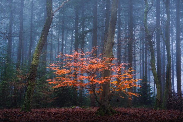 Густой туман в лесу с ярким контрастом ярких оранжевых осенних тонов. В посте я еще больше усилил цветовую разницу, чтобы оранжевые цвета стали яркими.