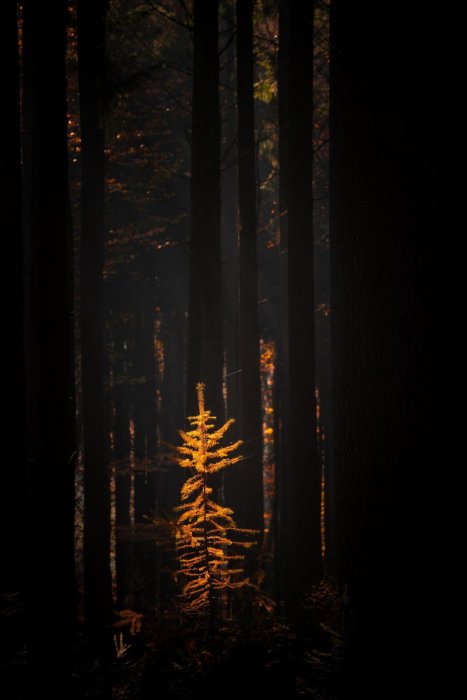 Маленькое деревце в темной части леса, и только 1 луч света идеально падает на дерево. ФФ на 400 мм.