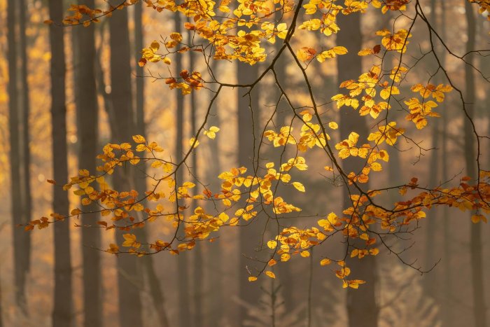 Различные участки и ветви в лесу постоянно светятся, создавая новые возможности для фото.