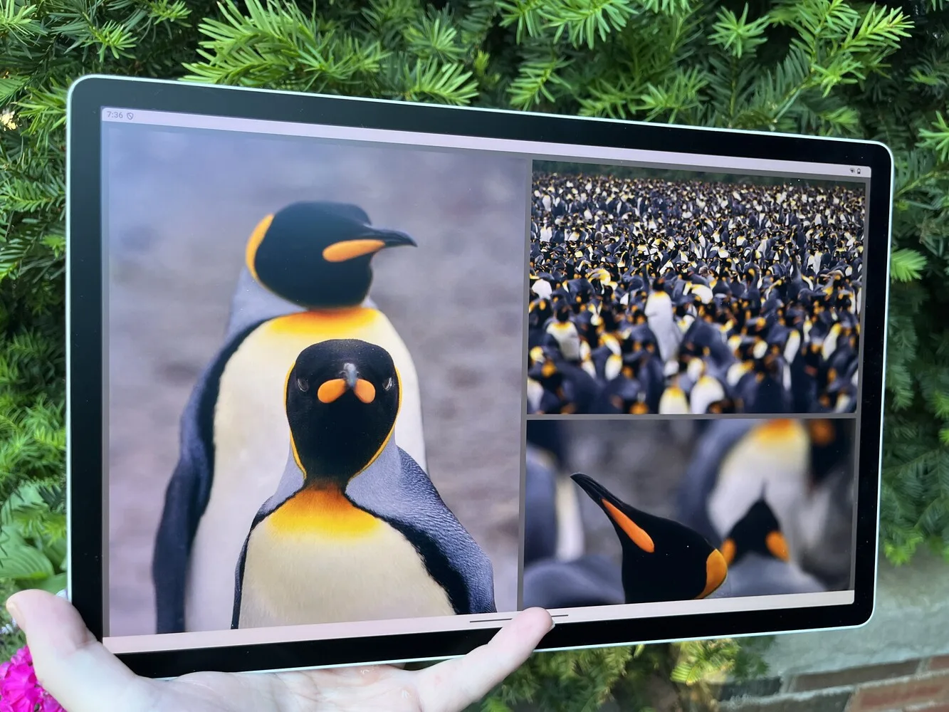 Screenshot showing Emperor penguin photography displayed on a tablet with natural foliage background