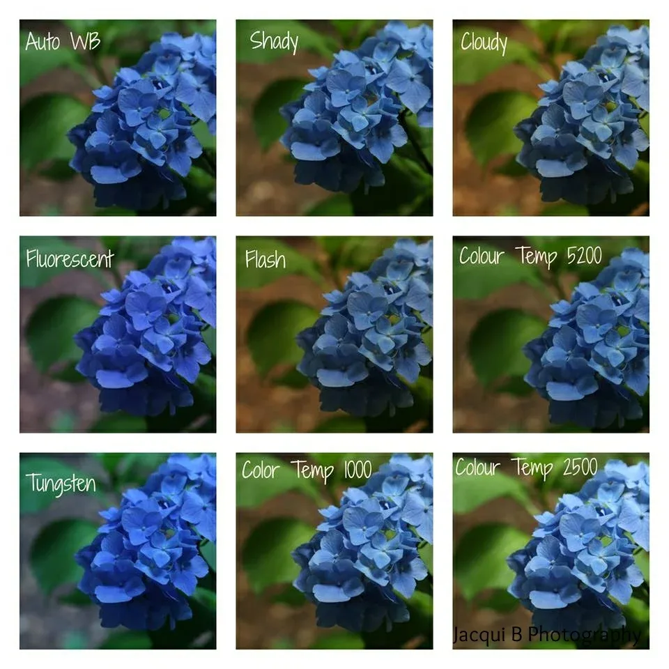 Different white balance setting 