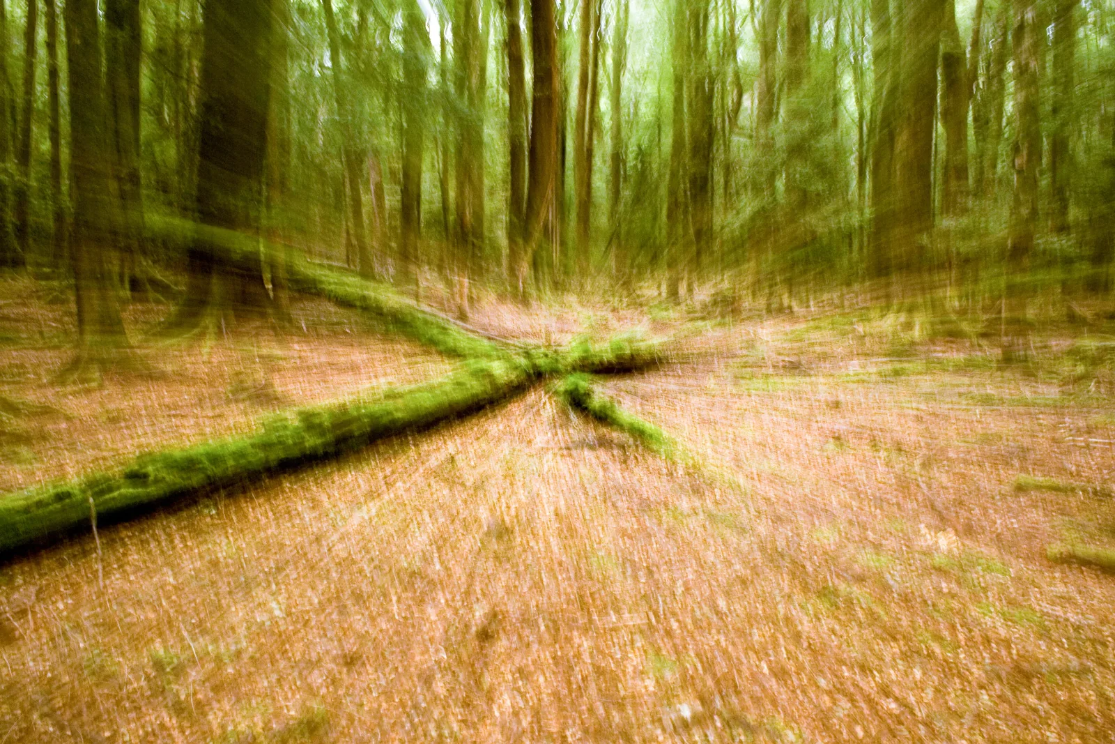 deliberate camera movement