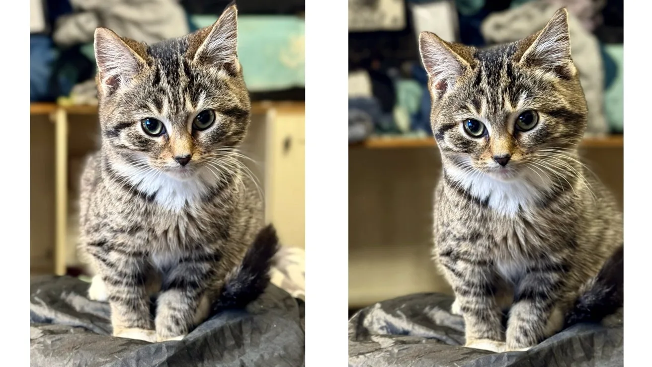 Side-by-side photos of a small gray tabby kitten sitting and facing forward, large eyes looking at the camera, indoors with soft blankets and folded fabrics in the background