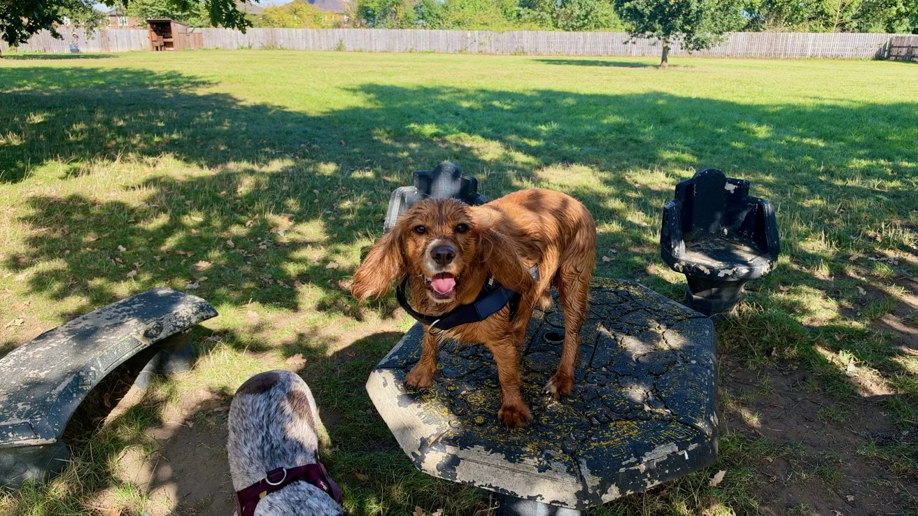 Brown spaniel standing happily on a round stone table in a sunny park, tongue out, while another dog with a speckled coat looks up from the ground nearby