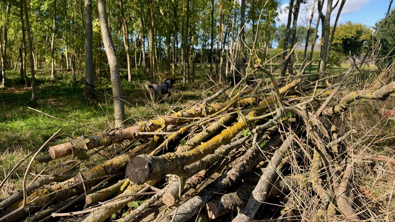 Pile of freshly cut tree branches and logs lying on grassy ground in a sunny woodland, surrounded by tall slender trees with green leaves and dappled light filtering through