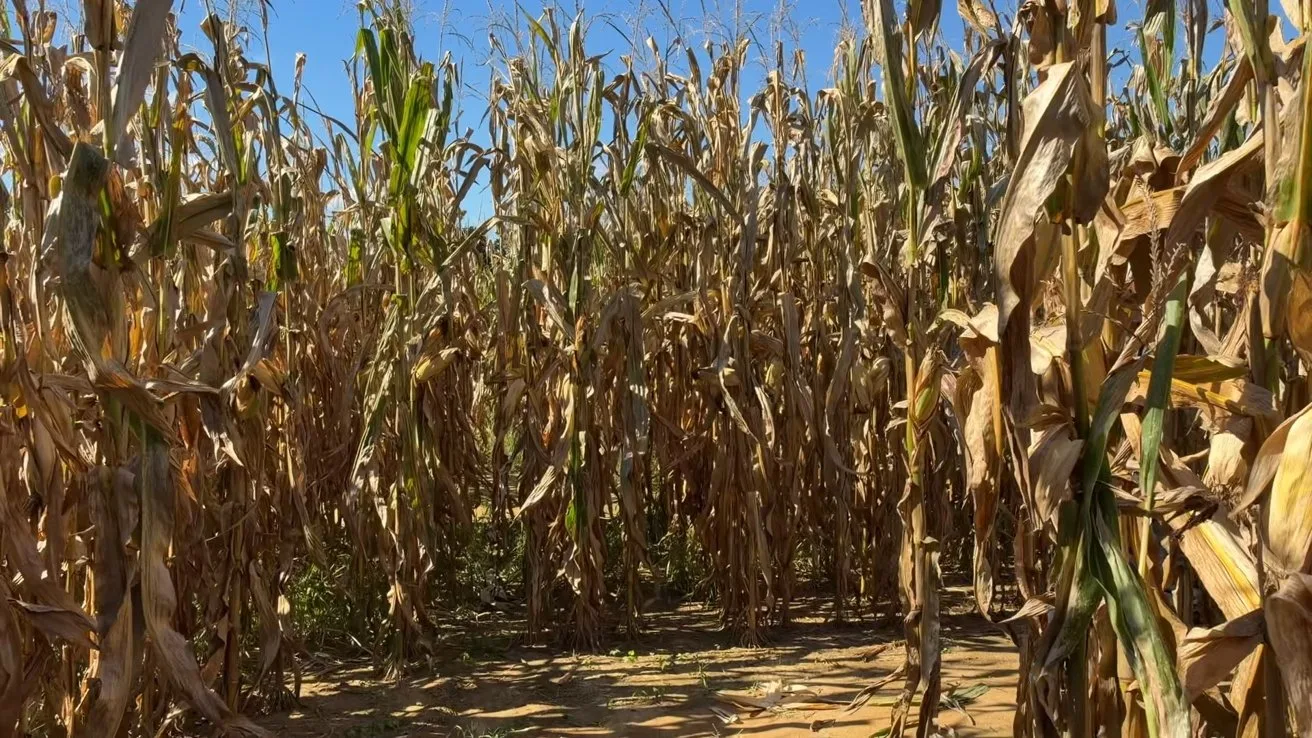 Narrow dirt path winding through tall, dry cornstalks in a corn maze under a clear blue sky