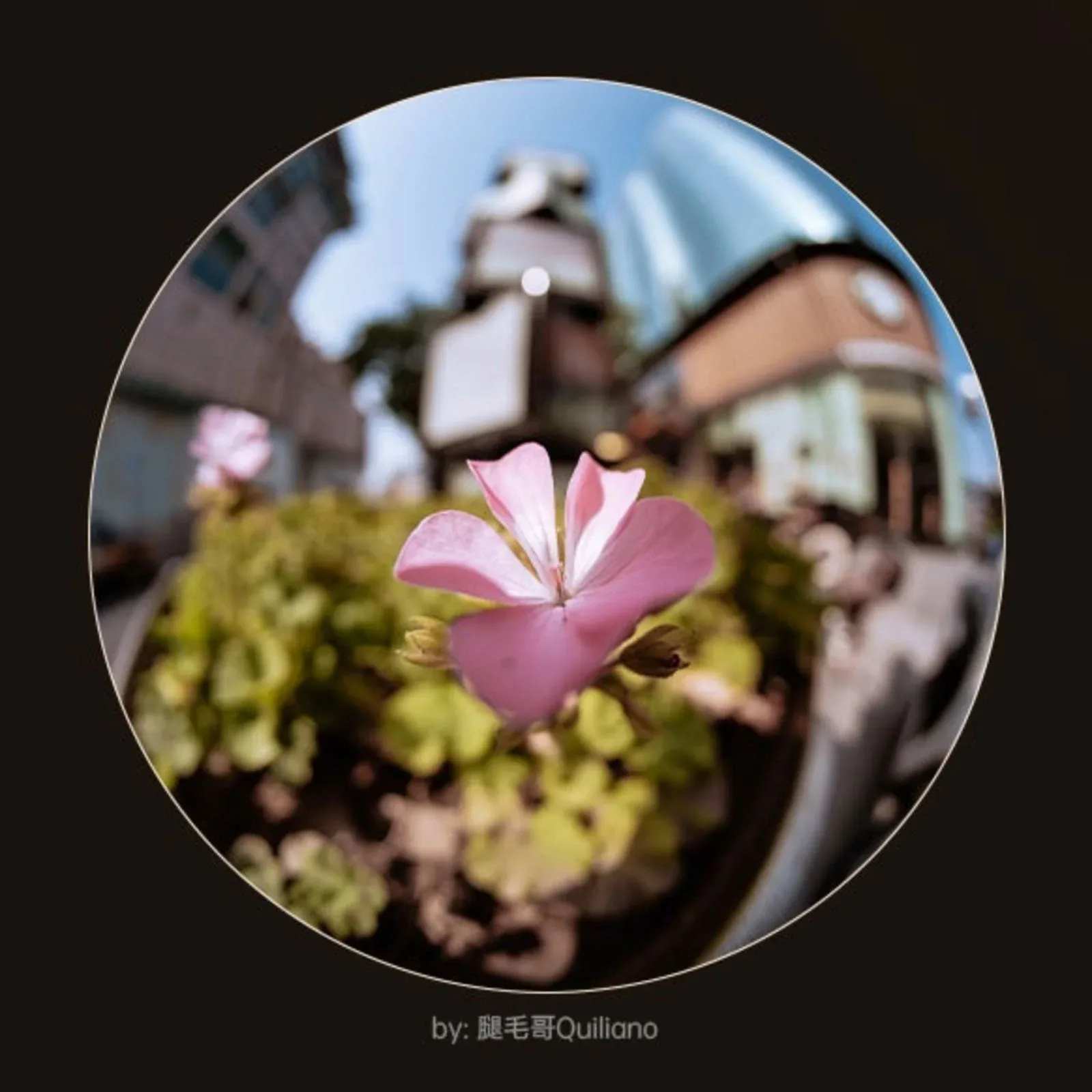 A pink geranium flower is in sharp focus, centered within a circular frame, with a blurred urban background and greenery.